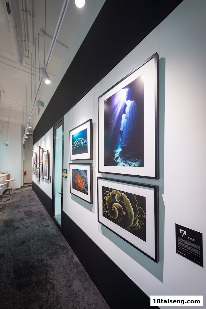 A well-lit hallway featuring framed underwater photography prints, showcasing Nikon's imaging capabilities.