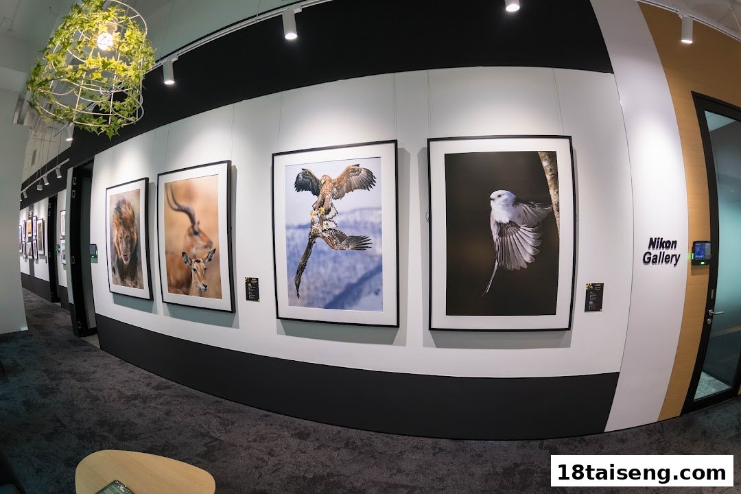 An interior view of the Nikon Gallery showcasing large, framed wildlife photographs on display.