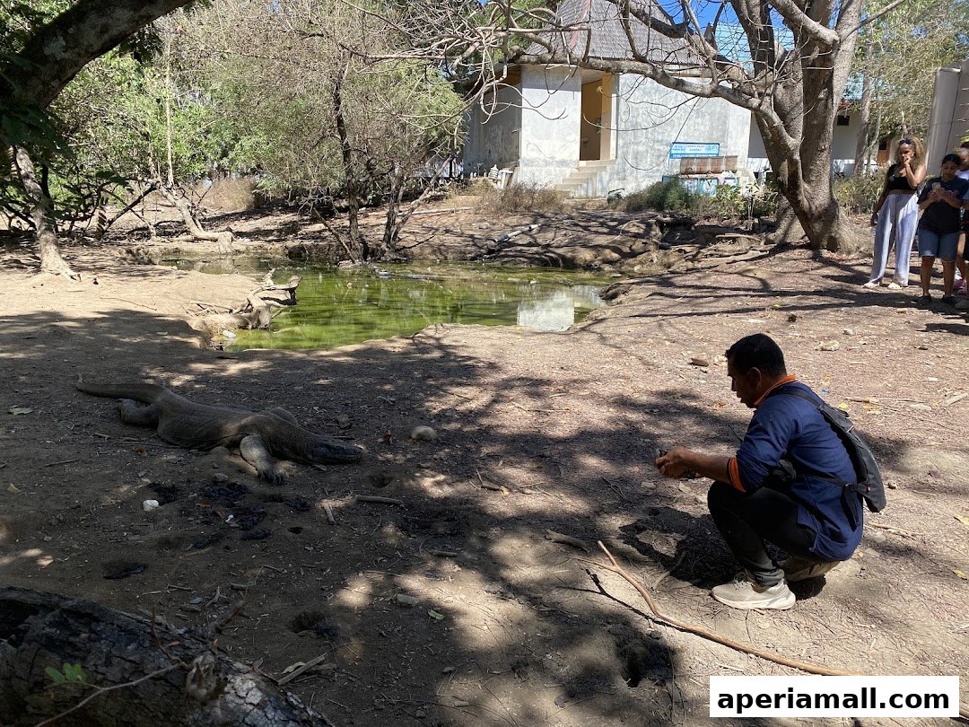 A man crouches to observe a Komodo dragon lying on the ground near a pond.