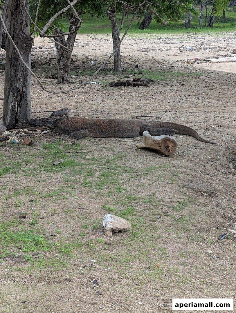 A Komodo dragon rests on sandy ground near trees and a bone.