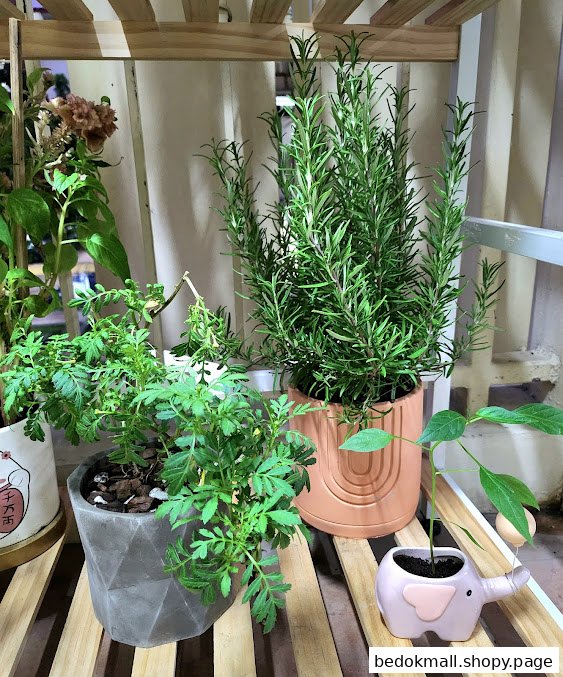 Various potted plants, including rosemary, displayed on a wooden shelf.