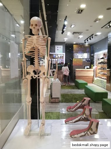 Shop interior with skeleton and foot models on display.