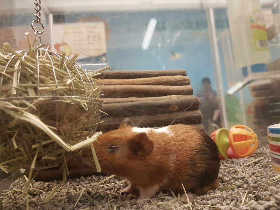 A guinea pig in an enclosure with hay and bedding.