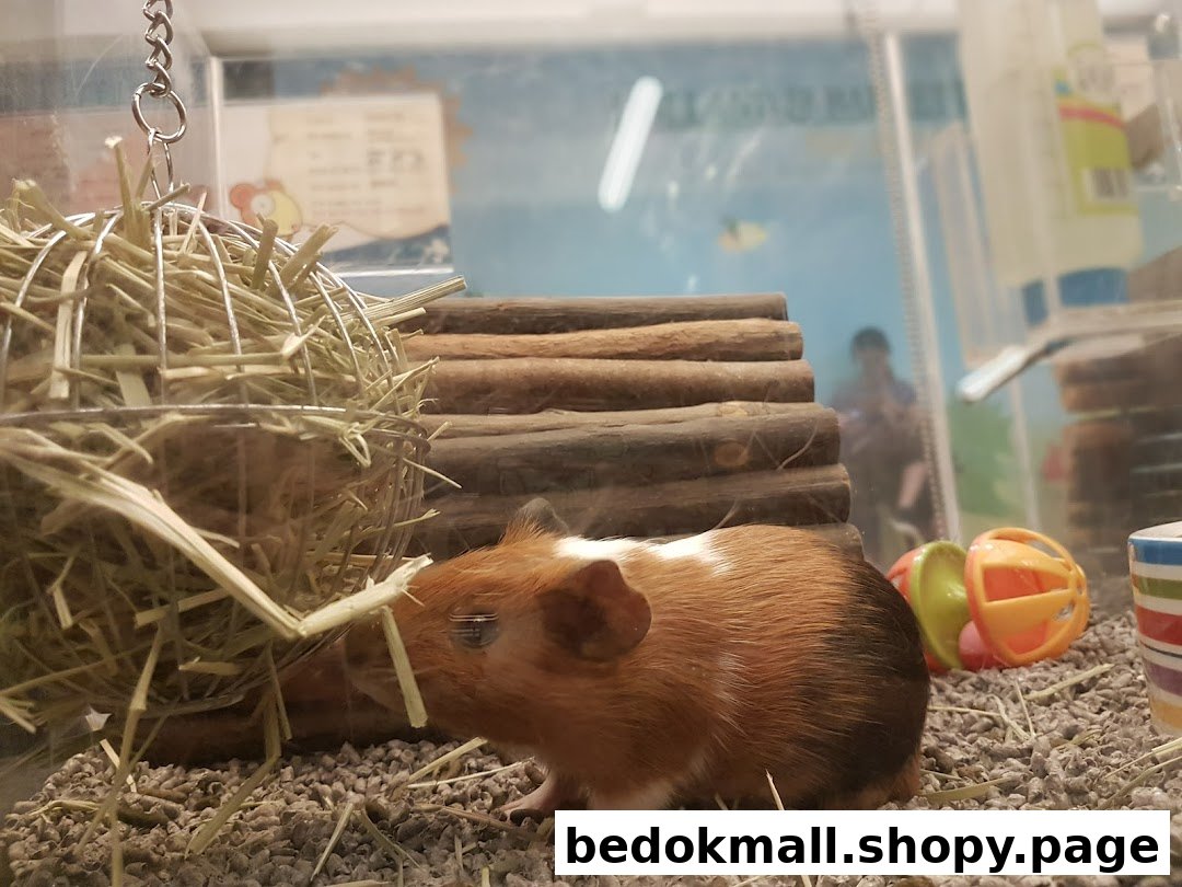 A guinea pig in an enclosure with hay and bedding.