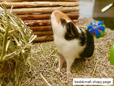 Cute guinea pig standing in its enclosure with hay and a toy.