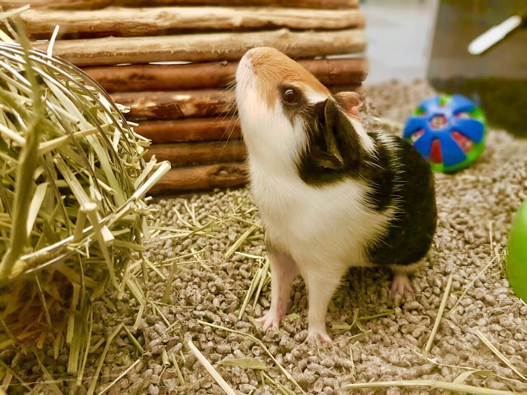 A guinea pig stands in an enclosure with hay and bedding.