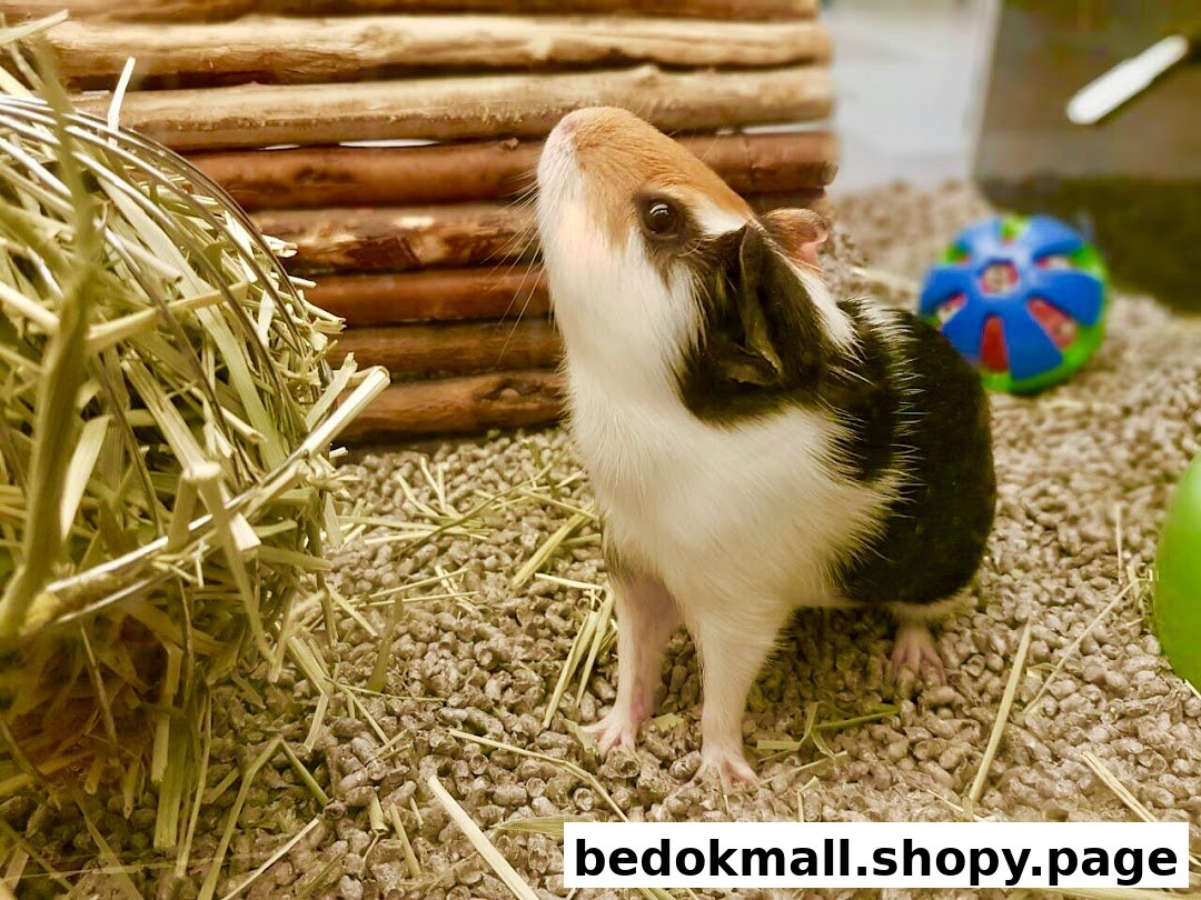 A guinea pig stands in an enclosure with hay and bedding.