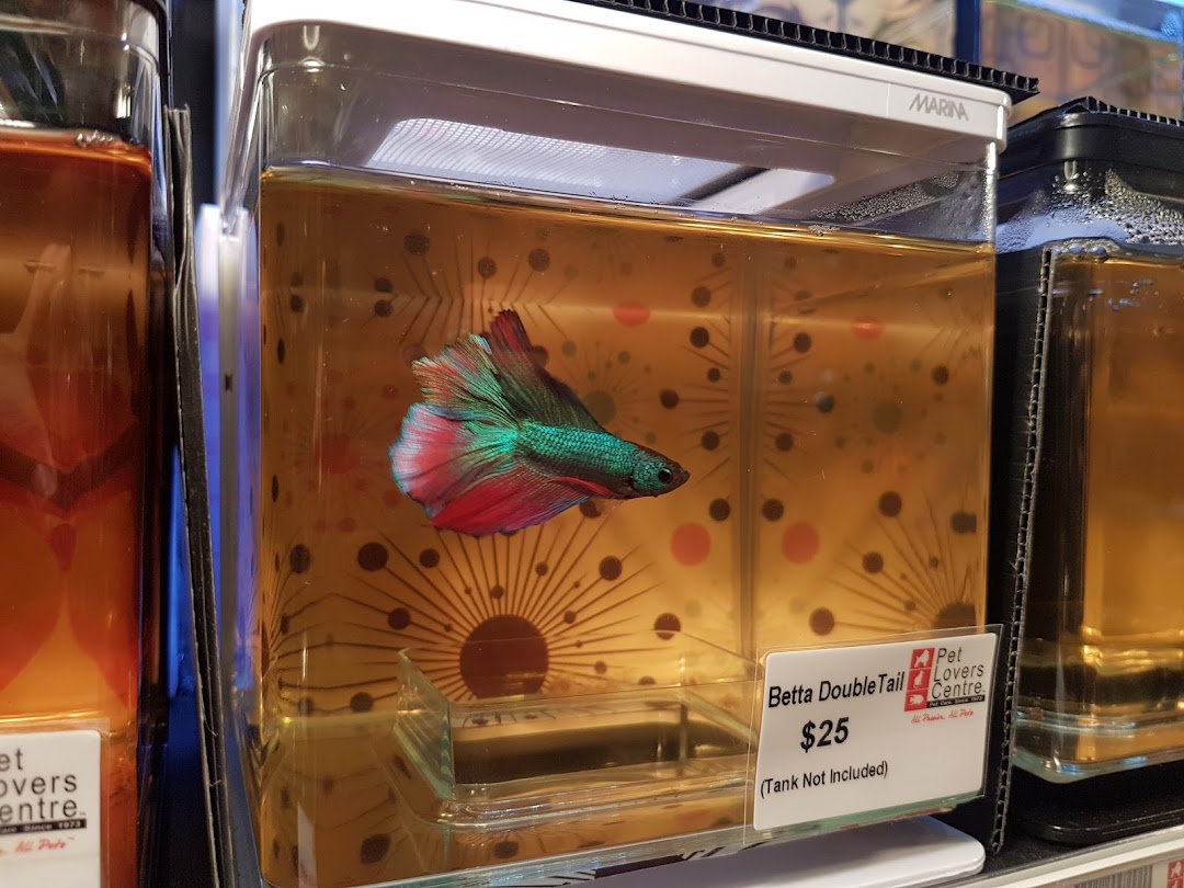 A colorful Betta fish in a small tank with a price tag.