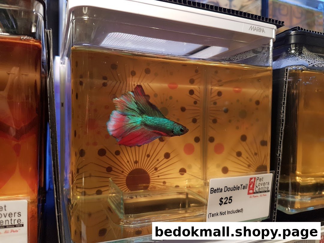 A colorful Betta fish in a small tank with a price tag.