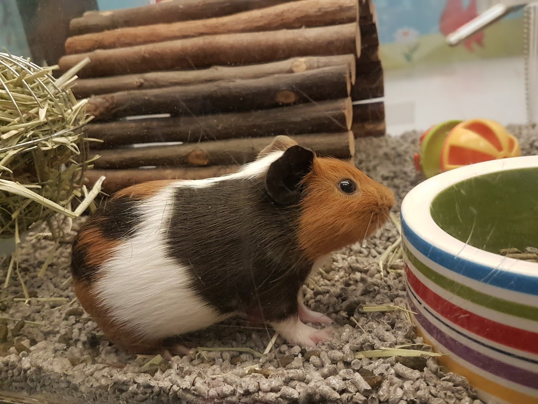 A guinea pig in an enclosure with hay, a wooden tunnel, and a bowl.