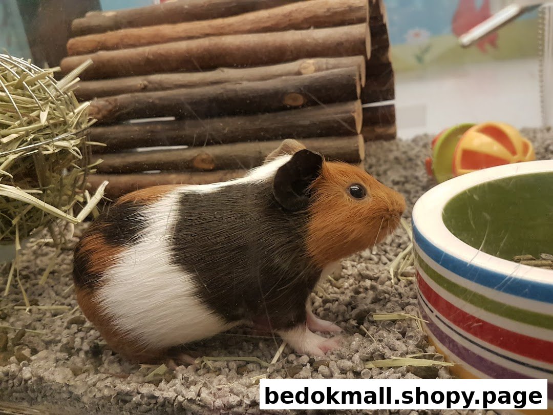 A guinea pig in an enclosure with hay, a wooden tunnel, and a bowl.