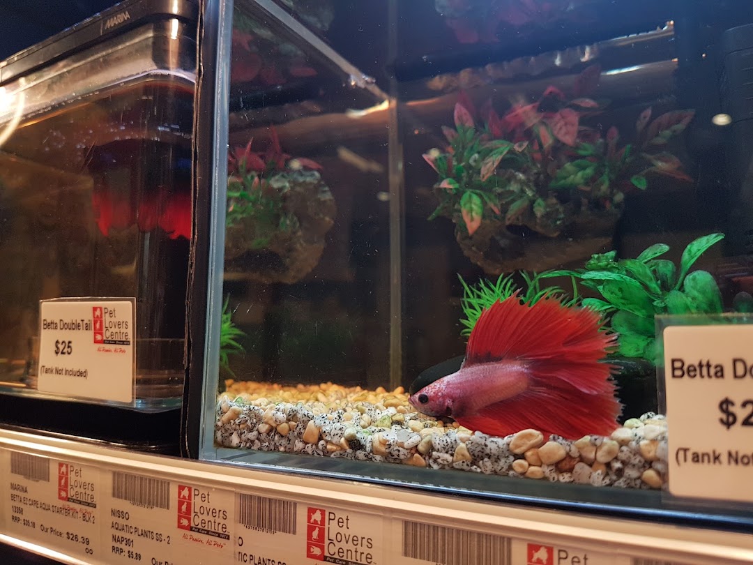 A red Betta fish in an aquarium display with price tags.