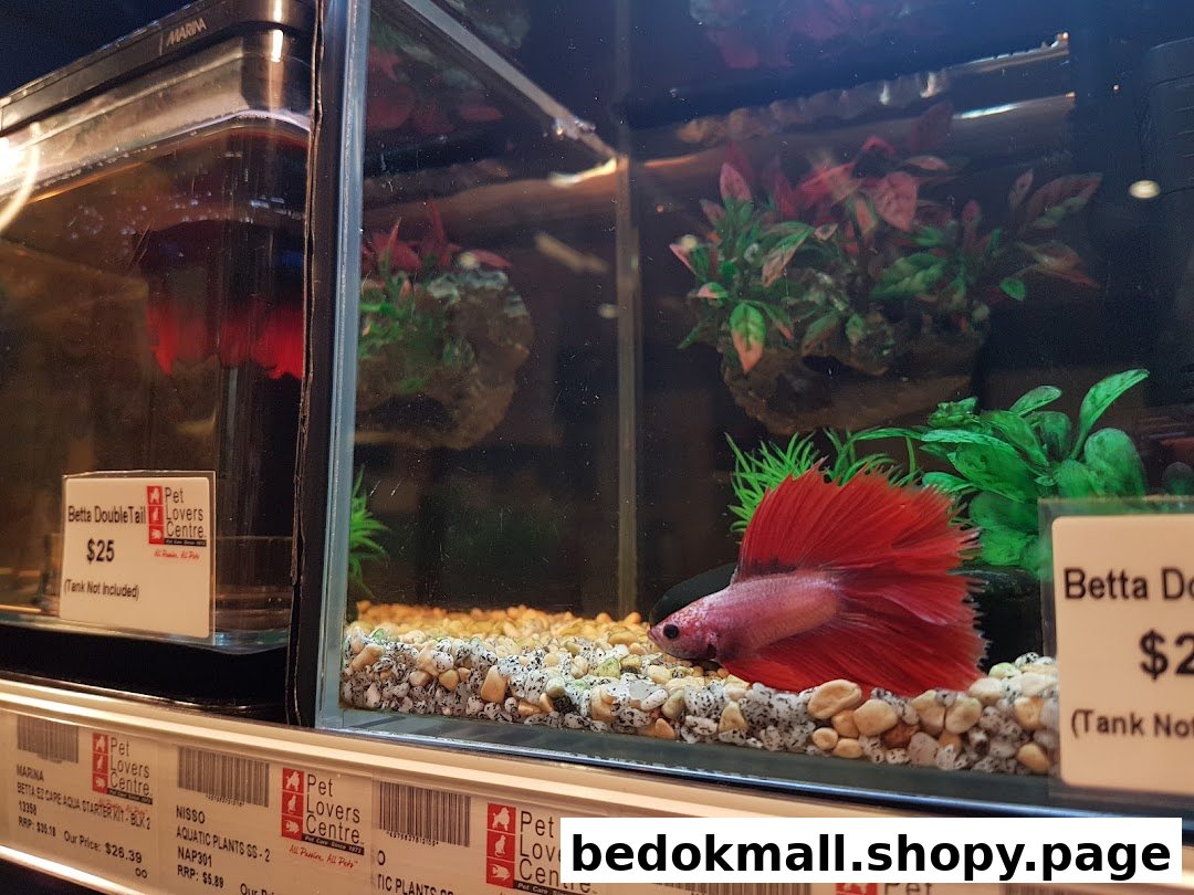 A red Betta fish in an aquarium display with price tags.