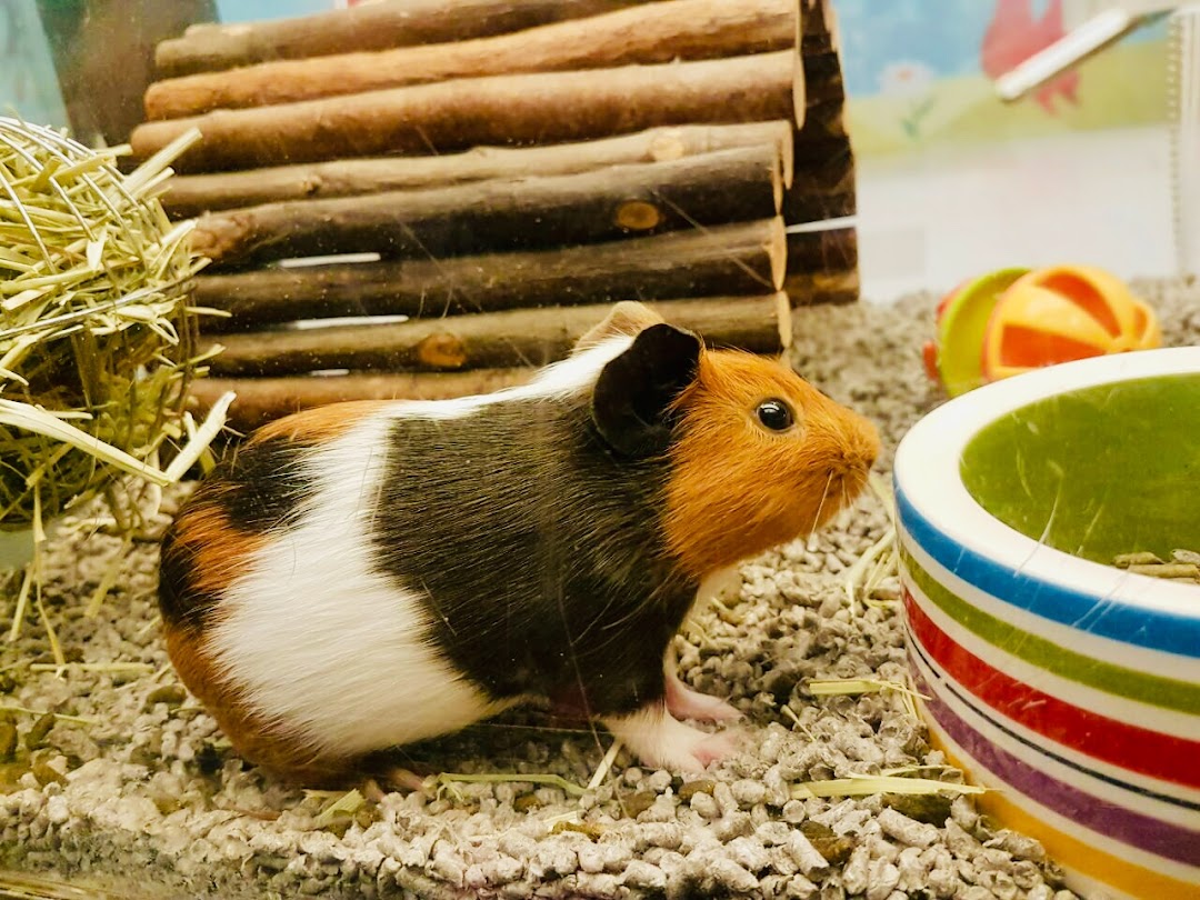 A guinea pig in an enclosure with bedding, a wooden hideout, and a food bowl.