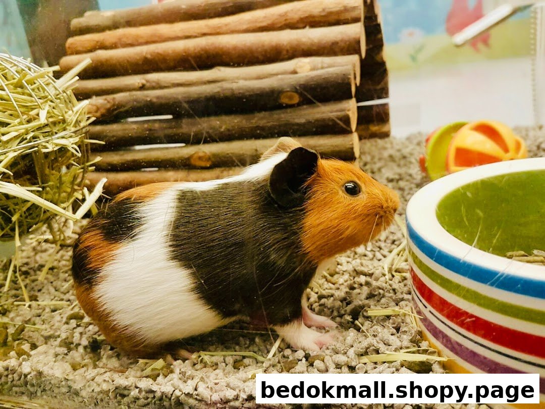 A guinea pig in an enclosure with bedding, a wooden hideout, and a food bowl.