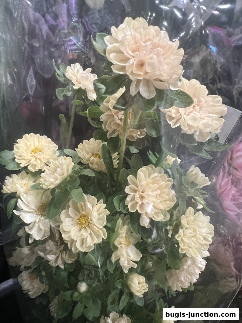 A close-up shot of a bouquet of light-colored chrysanthemums with green leaves, wrapped in plastic.