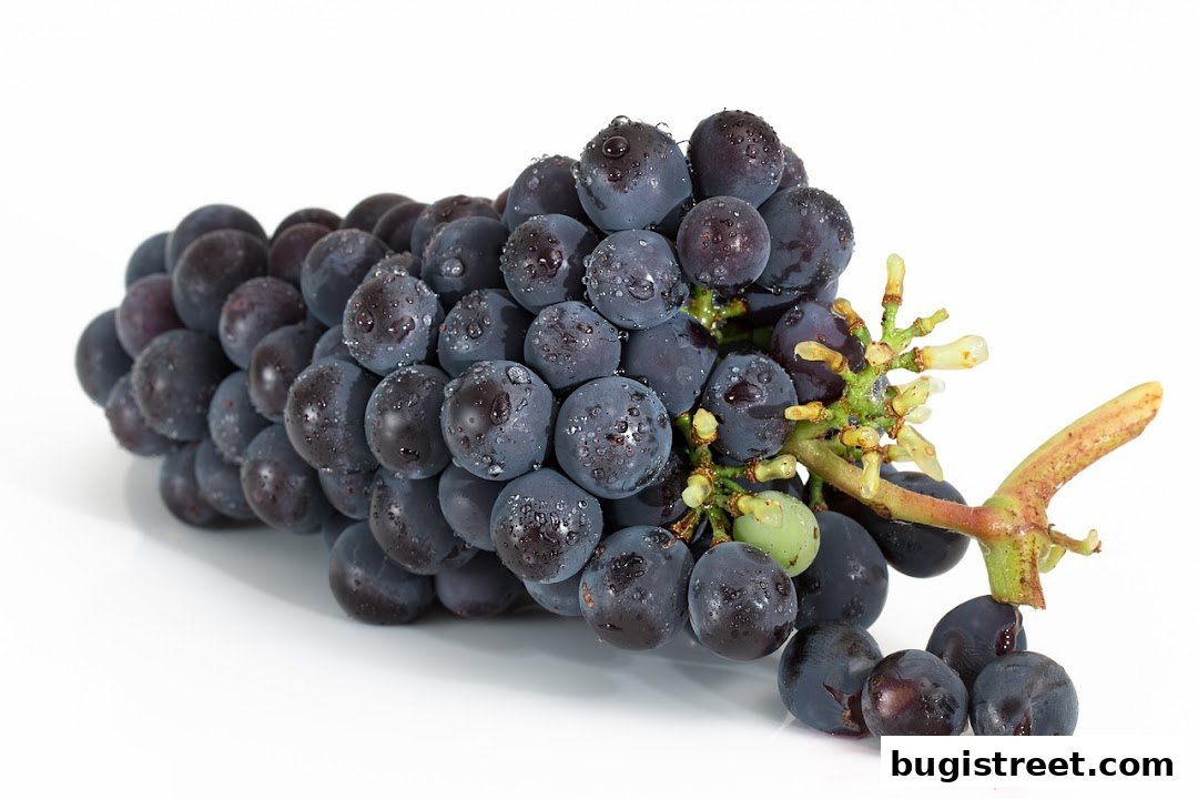 A close-up shot of a bunch of fresh, dark purple grapes with water droplets.