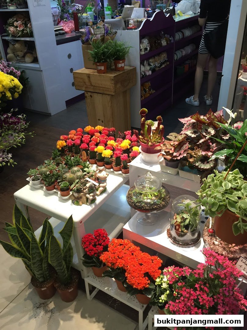 A vibrant display of various plants and flowers inside a florist shop.