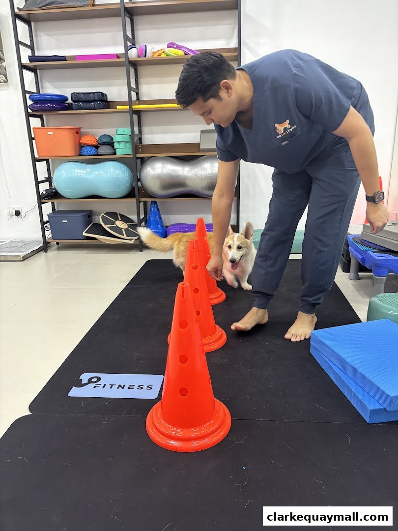 A physiotherapist guides a corgi through an agility course with orange cones.
