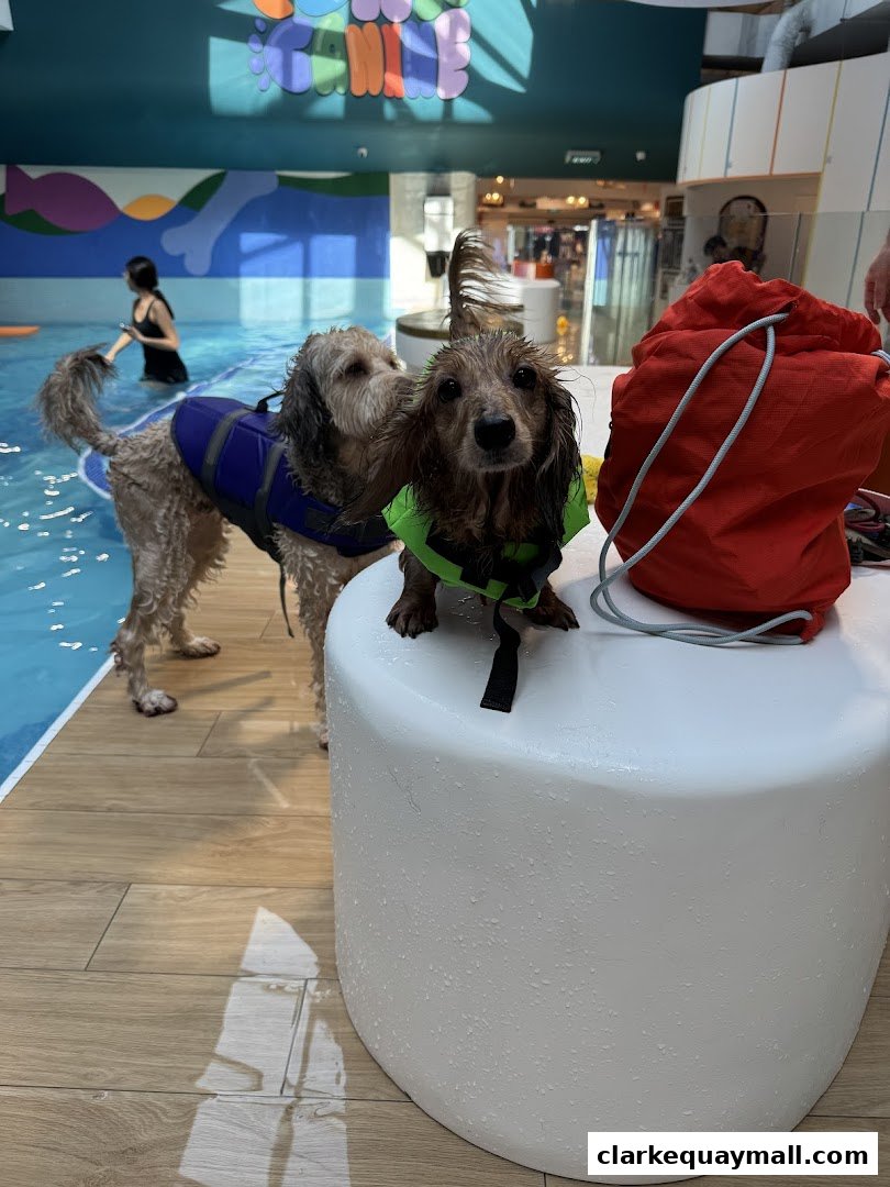 Two dogs in life vests by a swimming pool, with a woman in the background.