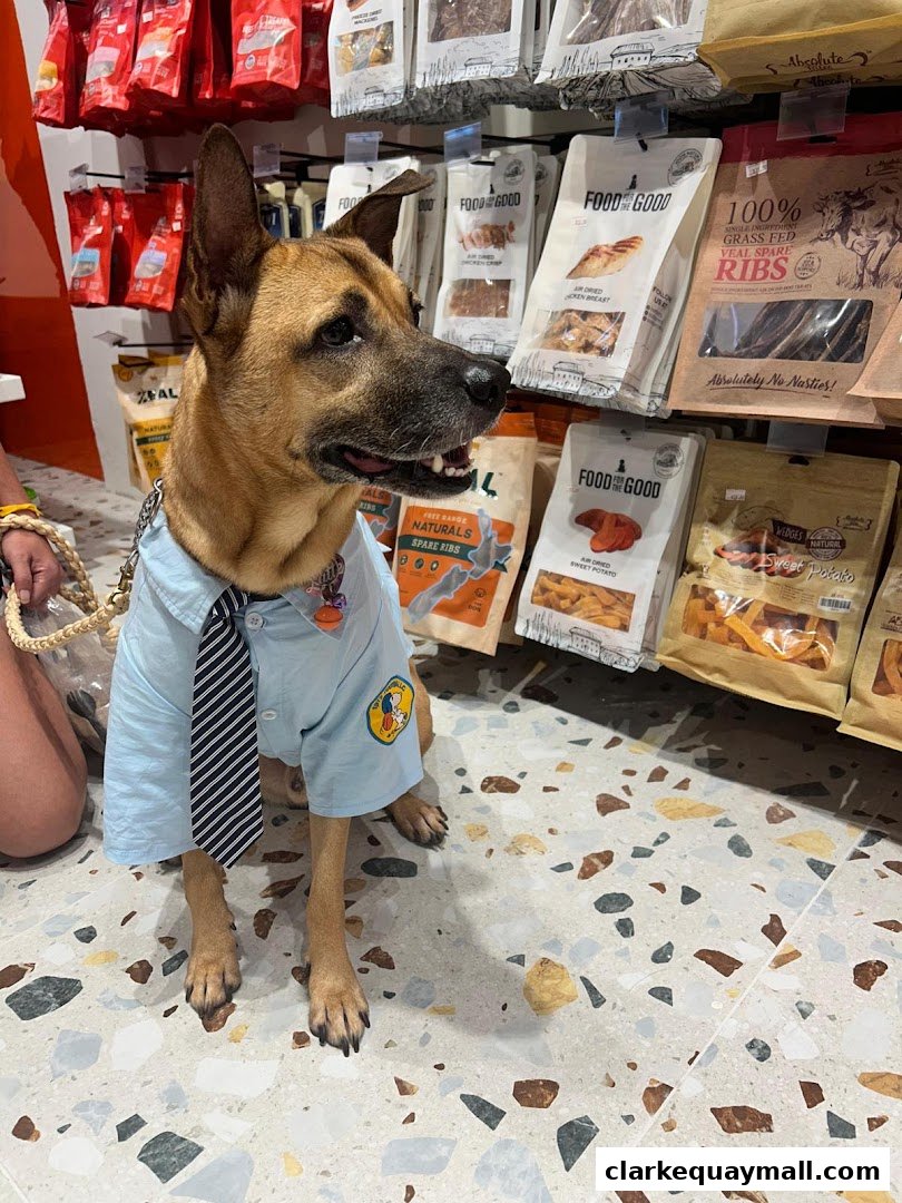 A dog wearing a shirt and tie sits in front of shelves stocked with pet food.