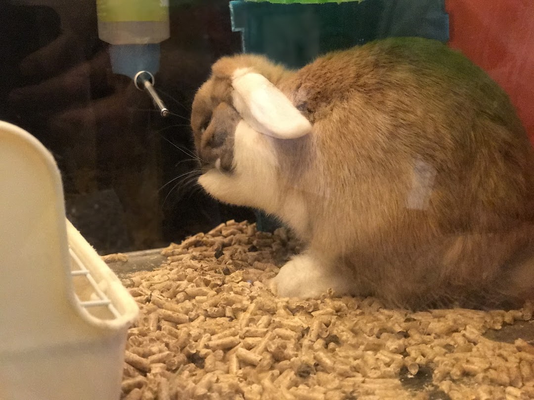 A cute rabbit grooming itself in an enclosure with wood pellet bedding and a water bottle.