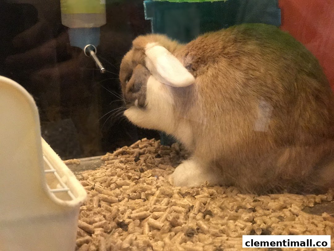 A cute rabbit grooming itself in an enclosure with wood pellet bedding and a water bottle.