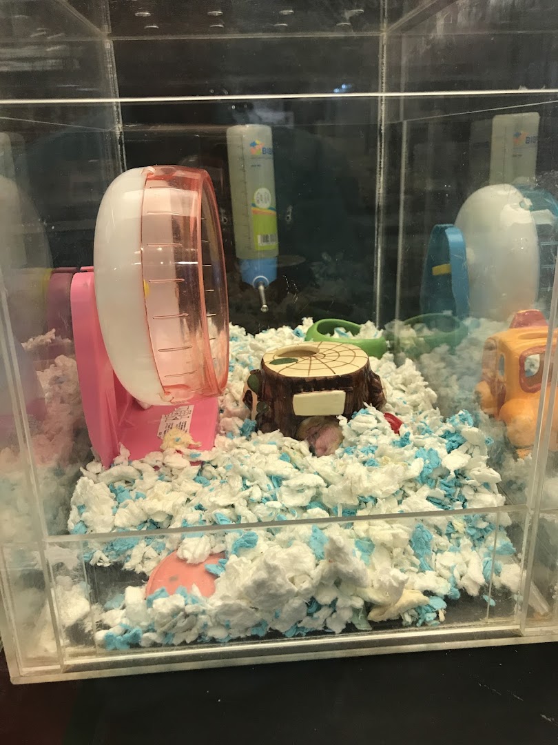 A clear hamster cage display featuring bedding, a pink wheel, water bottle, and various accessories.