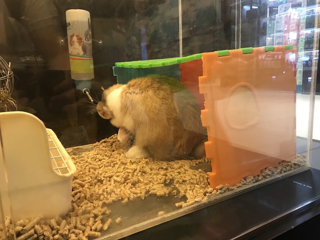 A cute rabbit or guinea pig is seen inside a glass enclosure with bedding and a water bottle.