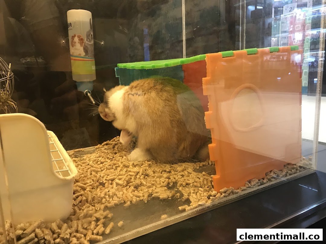 A cute rabbit or guinea pig is seen inside a glass enclosure with bedding and a water bottle.