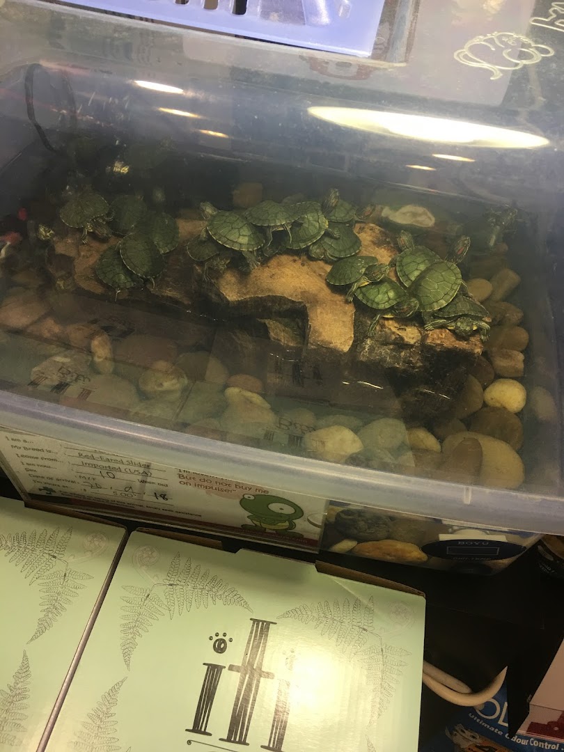 A clear enclosure filled with numerous small Red-Eared Slider turtles basking on rocks in a pet shop.