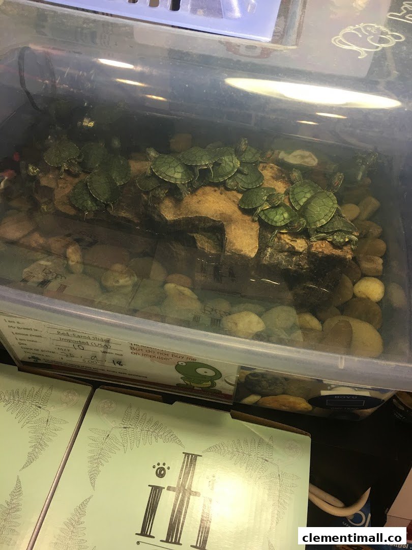 A clear enclosure filled with numerous small Red-Eared Slider turtles basking on rocks in a pet shop.