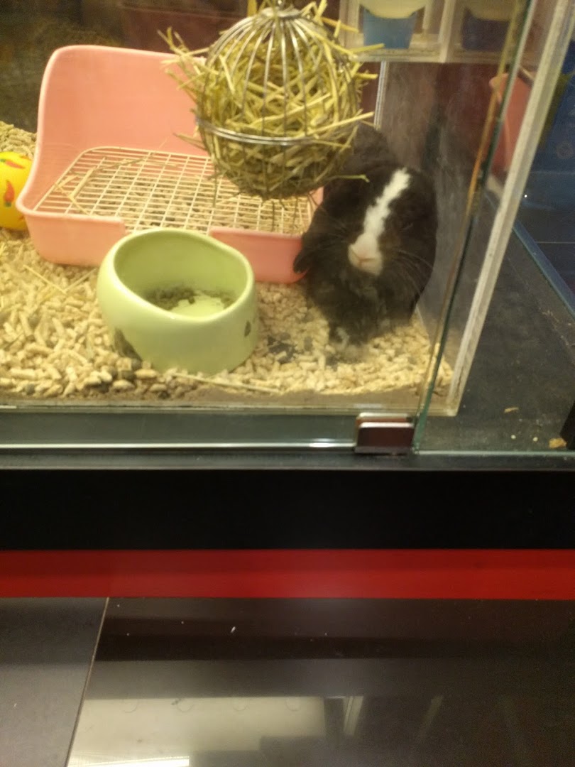 A black and white guinea pig in a display enclosure with bedding, a food bowl, and a hay feeder.