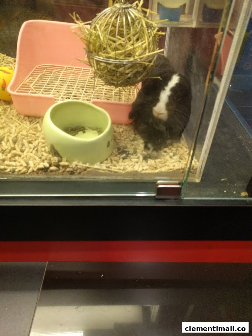 A black and white guinea pig in a display enclosure with bedding, a food bowl, and a hay feeder.