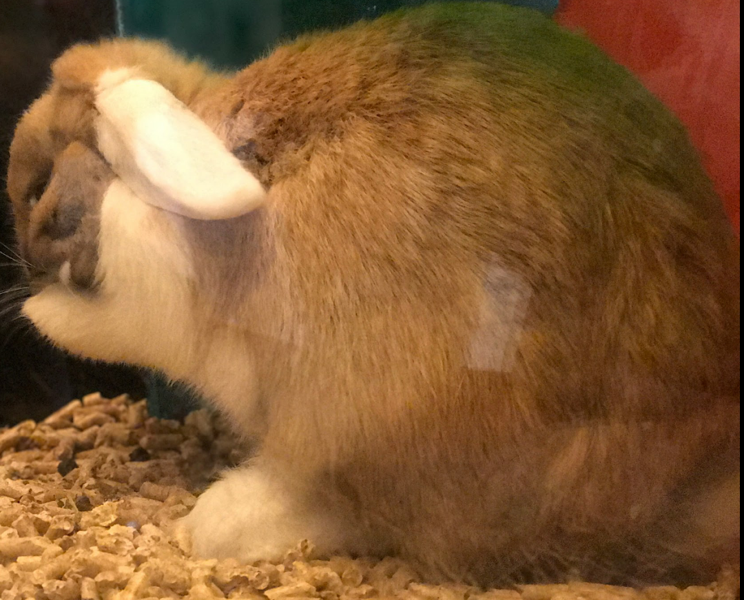 A close-up of a fluffy brown and white rabbit resting on wood shavings.