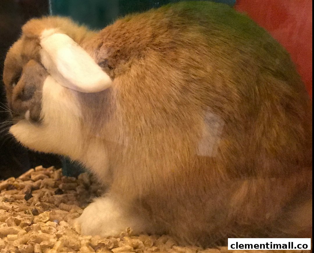 A close-up of a fluffy brown and white rabbit resting on wood shavings.
