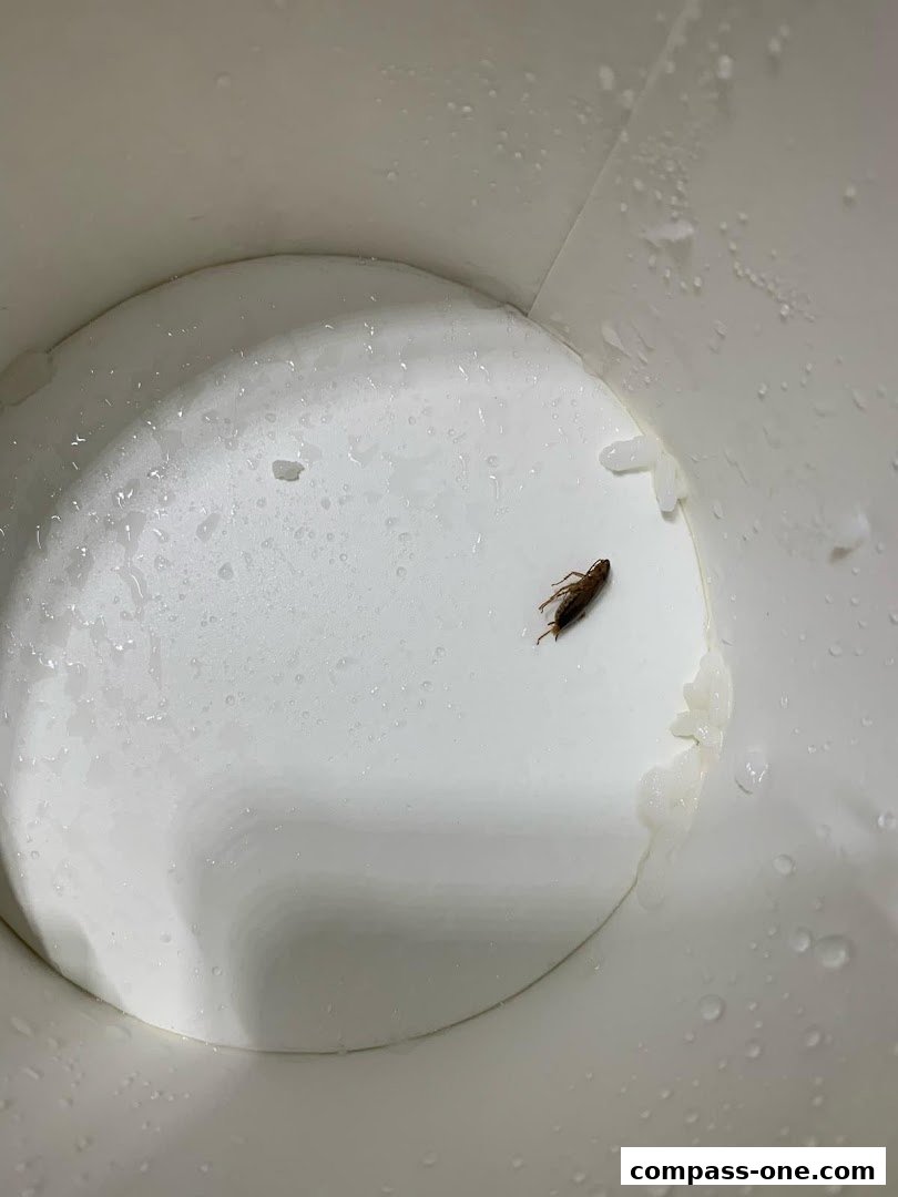 A cockroach is visible inside a white cup with water droplets.