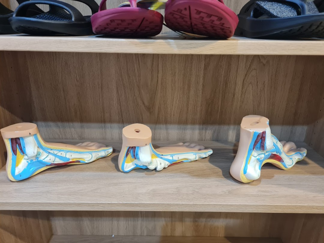Anatomical foot models and specialized footwear displayed on wooden shelves, highlighting foot health solutions.