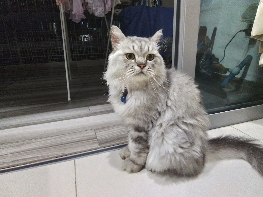 A fluffy grey cat with a blue collar sits on a tiled floor.