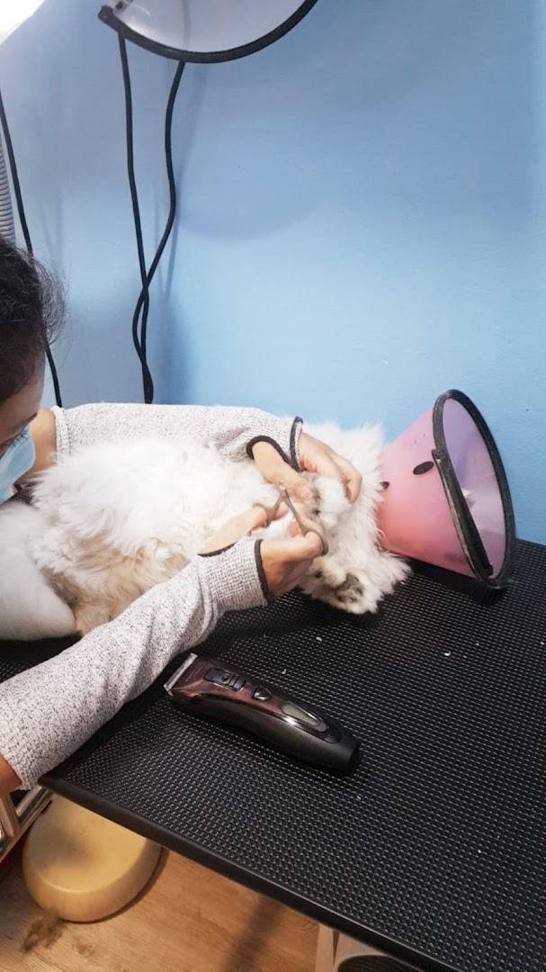A groomer meticulously trims a fluffy white cat wearing a pink cone collar at Hans Qitty Cut.
