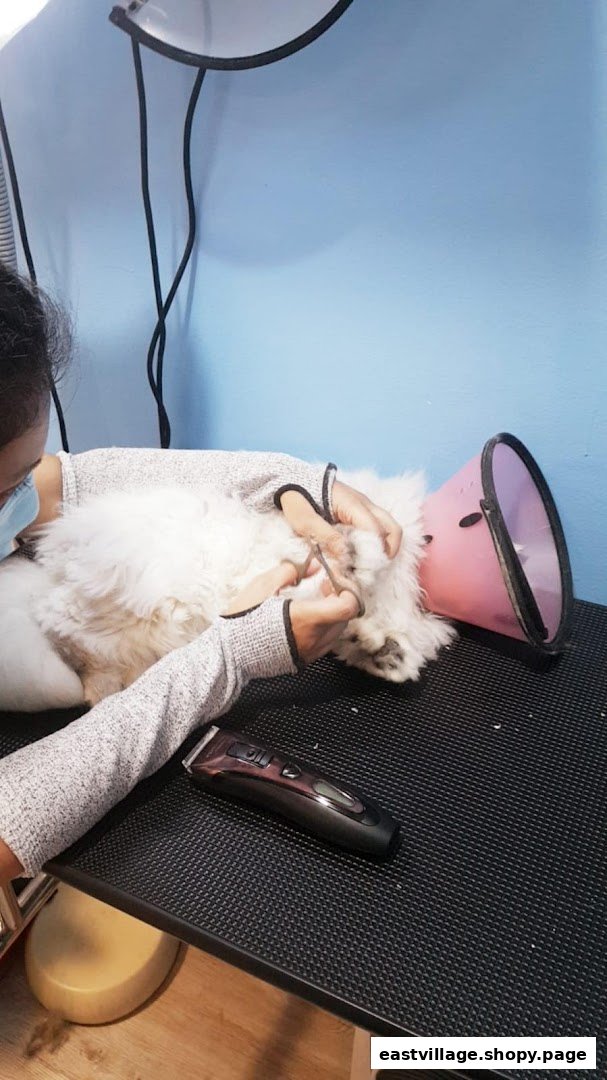 A groomer meticulously trims a fluffy white cat wearing a pink cone collar at Hans Qitty Cut.