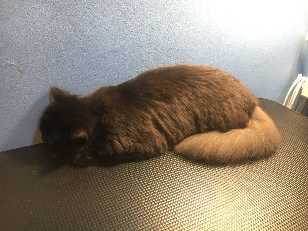 A fluffy brown cat with a lighter tail rests on a textured surface against a blue wall.