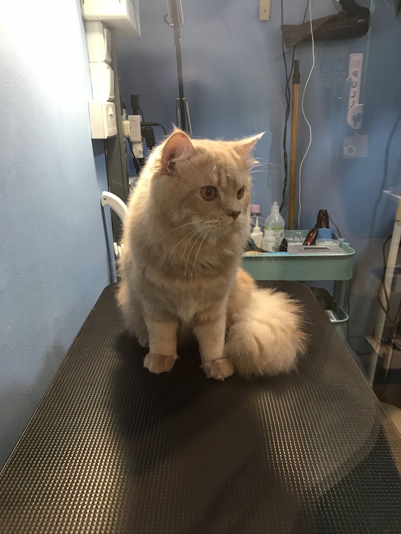 A fluffy ginger cat sits calmly on a grooming table in a pet salon.