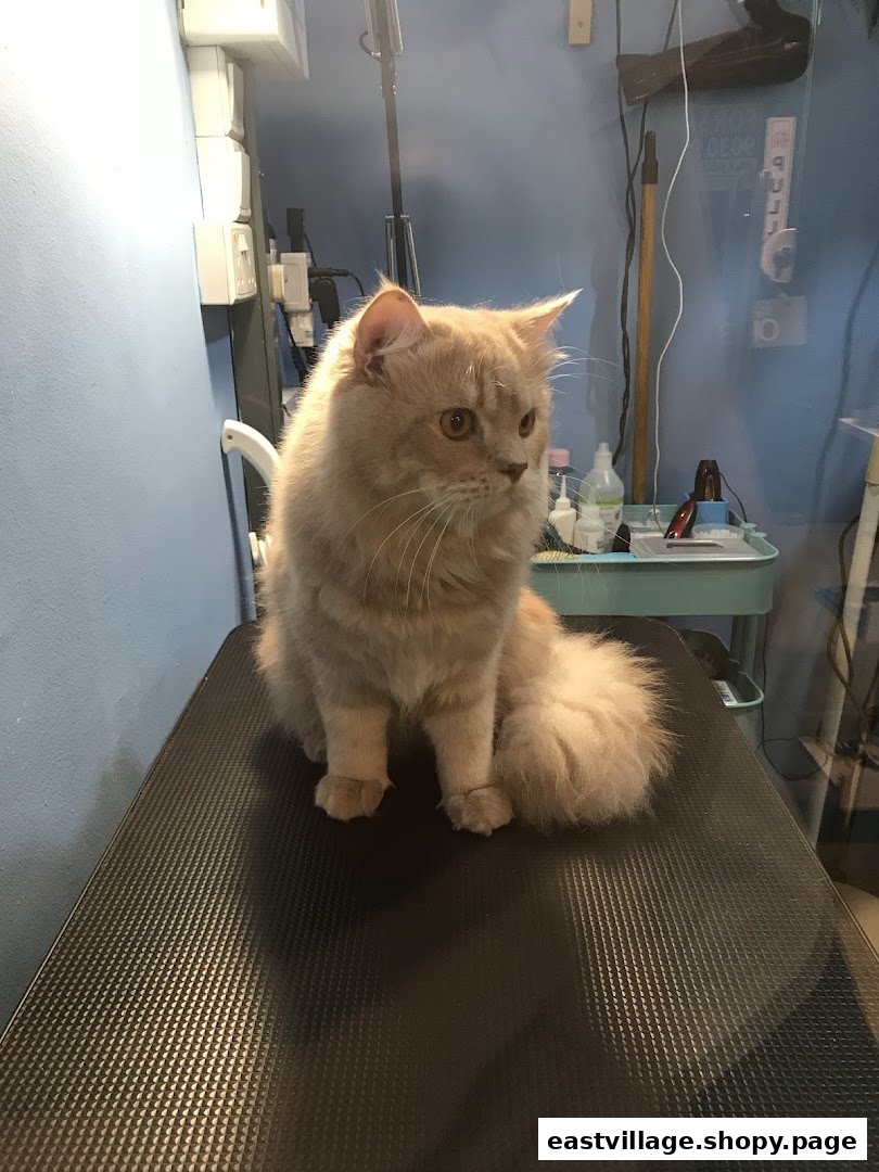 A fluffy ginger cat sits calmly on a grooming table in a pet salon.