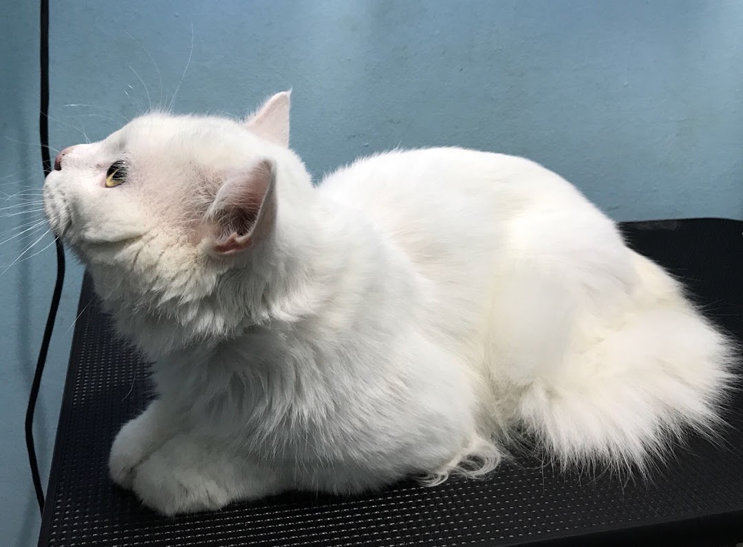 A pristine white cat rests on a grooming table, showcasing its fluffy fur and calm demeanor.