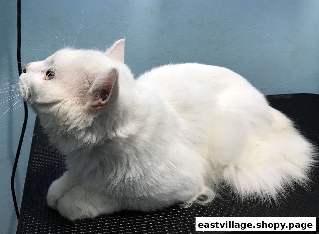 A pristine white cat rests on a grooming table, showcasing its fluffy fur and calm demeanor.