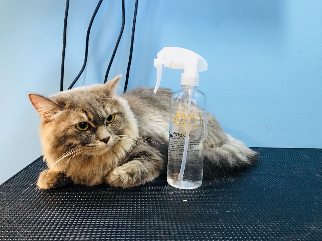 A fluffy cat rests on a grooming table next to a spray bottle, likely at a pet salon.