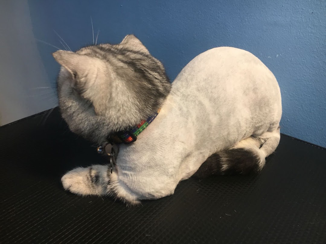 A groomed cat with a striped head and shaved body, wearing a colorful collar.