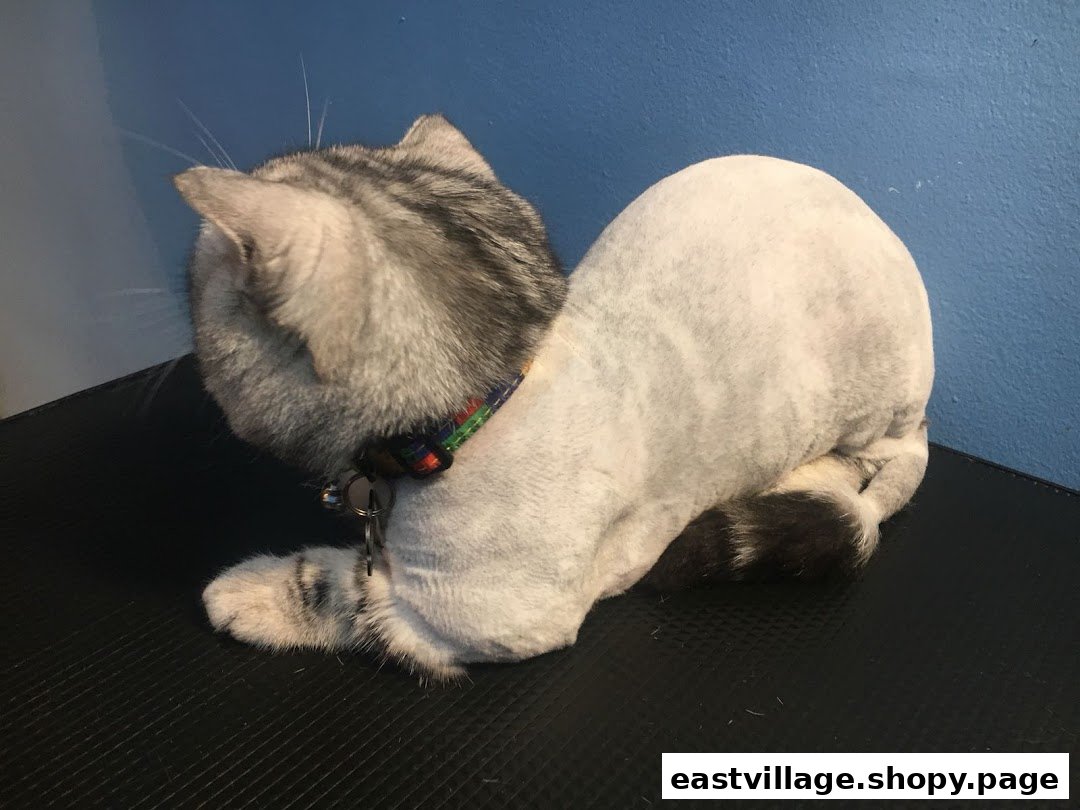 A groomed cat with a striped head and shaved body, wearing a colorful collar.