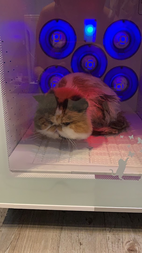 A fluffy cat comfortably resting inside a pet drying machine with blue lights.